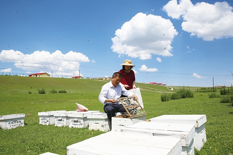 青海省养蜂基地门源地区