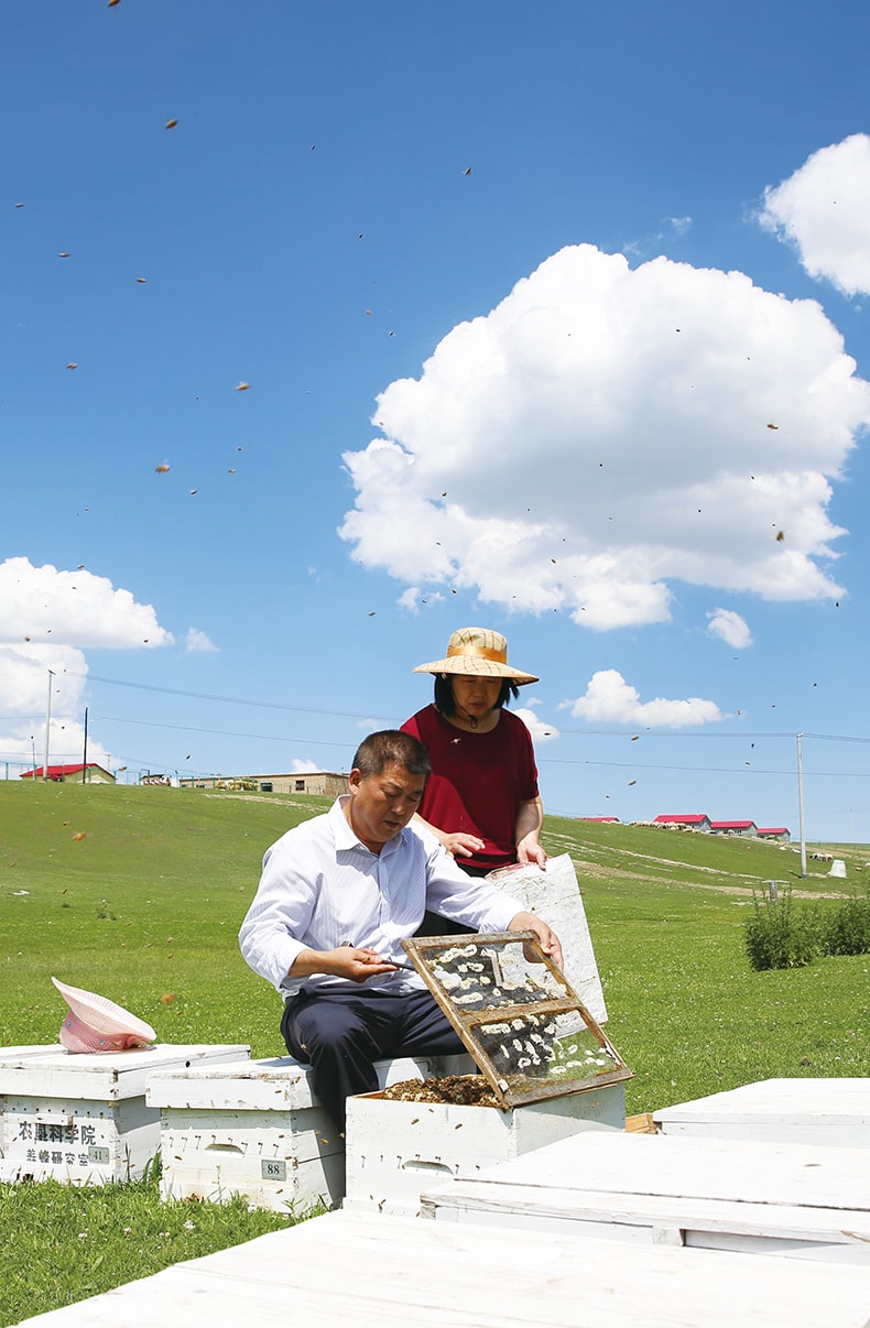 董事长养蜂场查看蜂箱