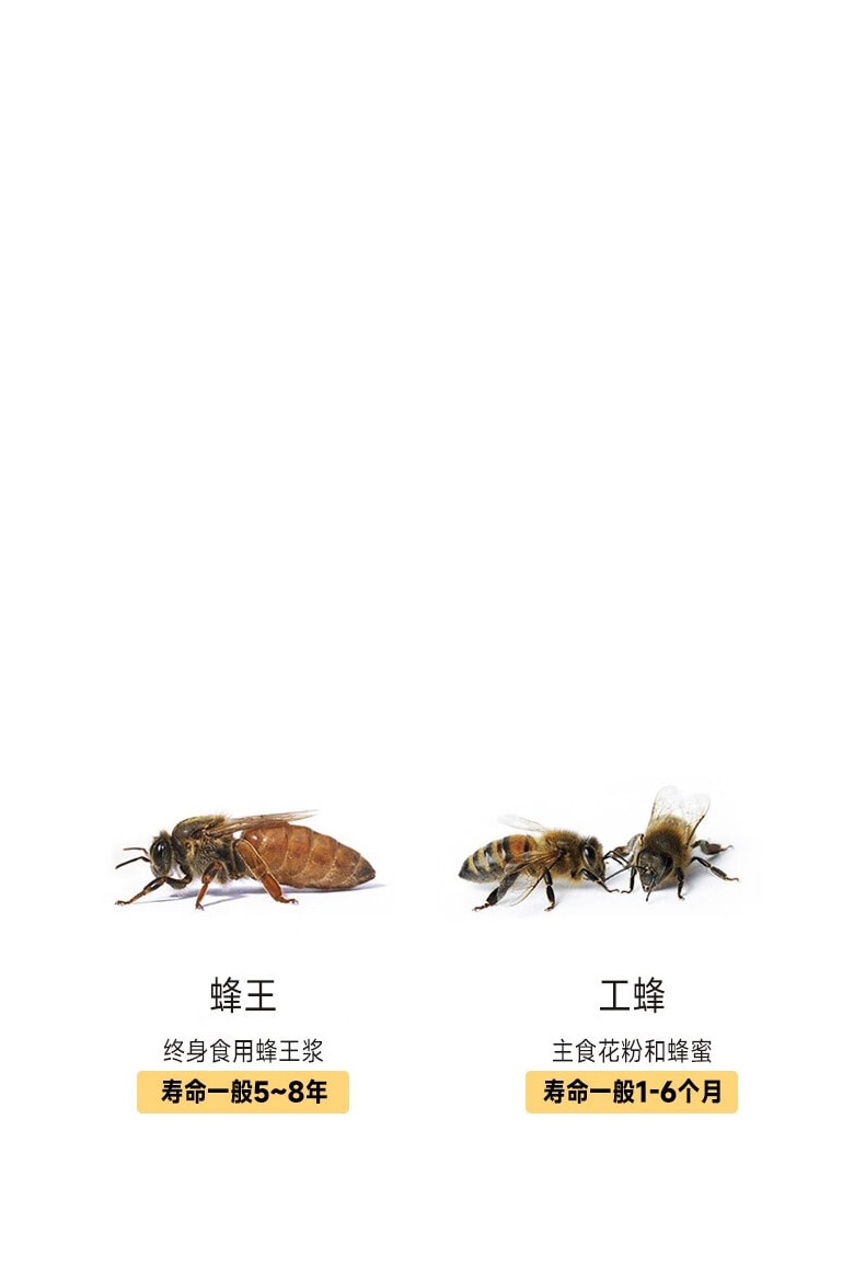 工蜂与蜂王寿命对比图